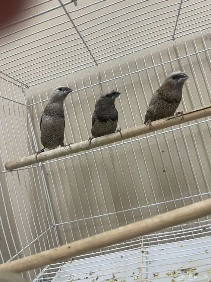 بنقليز طفرة مميزة ( تم البيع ) 2