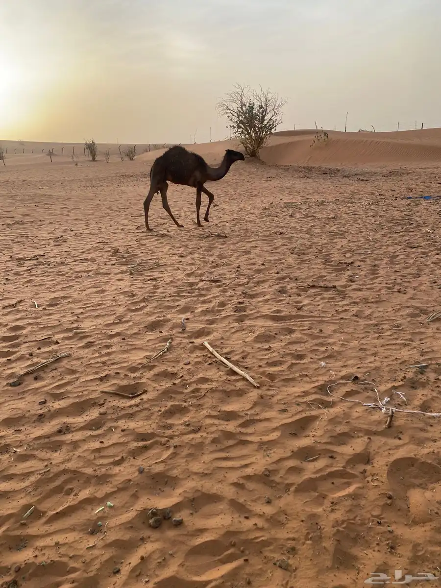 قعود اصفر دبياني عمره فوق ست اشهر تحت ومهر طيب بالحيل 0