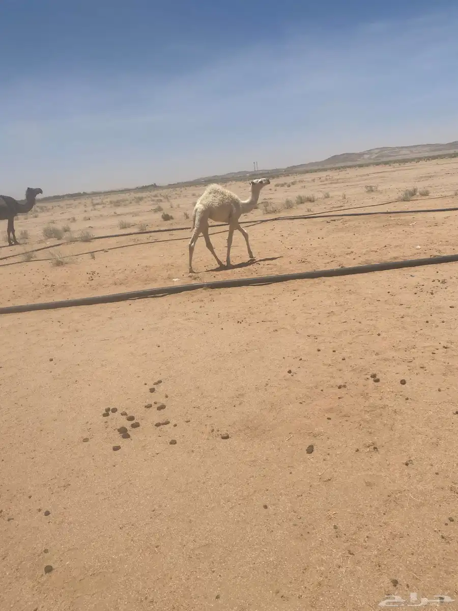 قعود 1