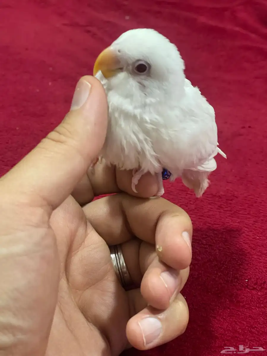 اعلي سعر 4