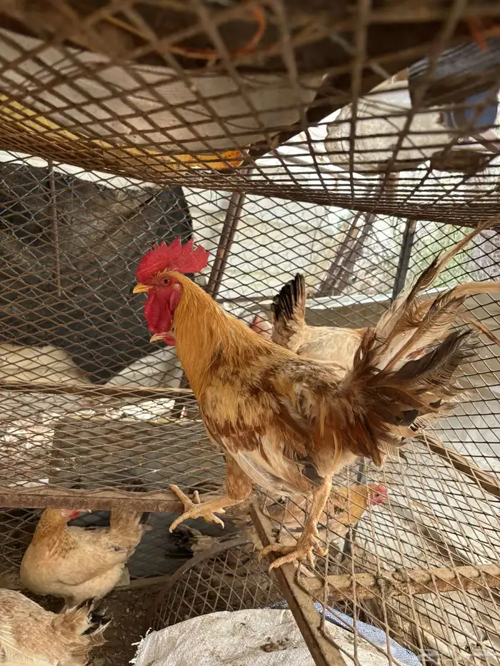 دجاج بلدي للبيع 1