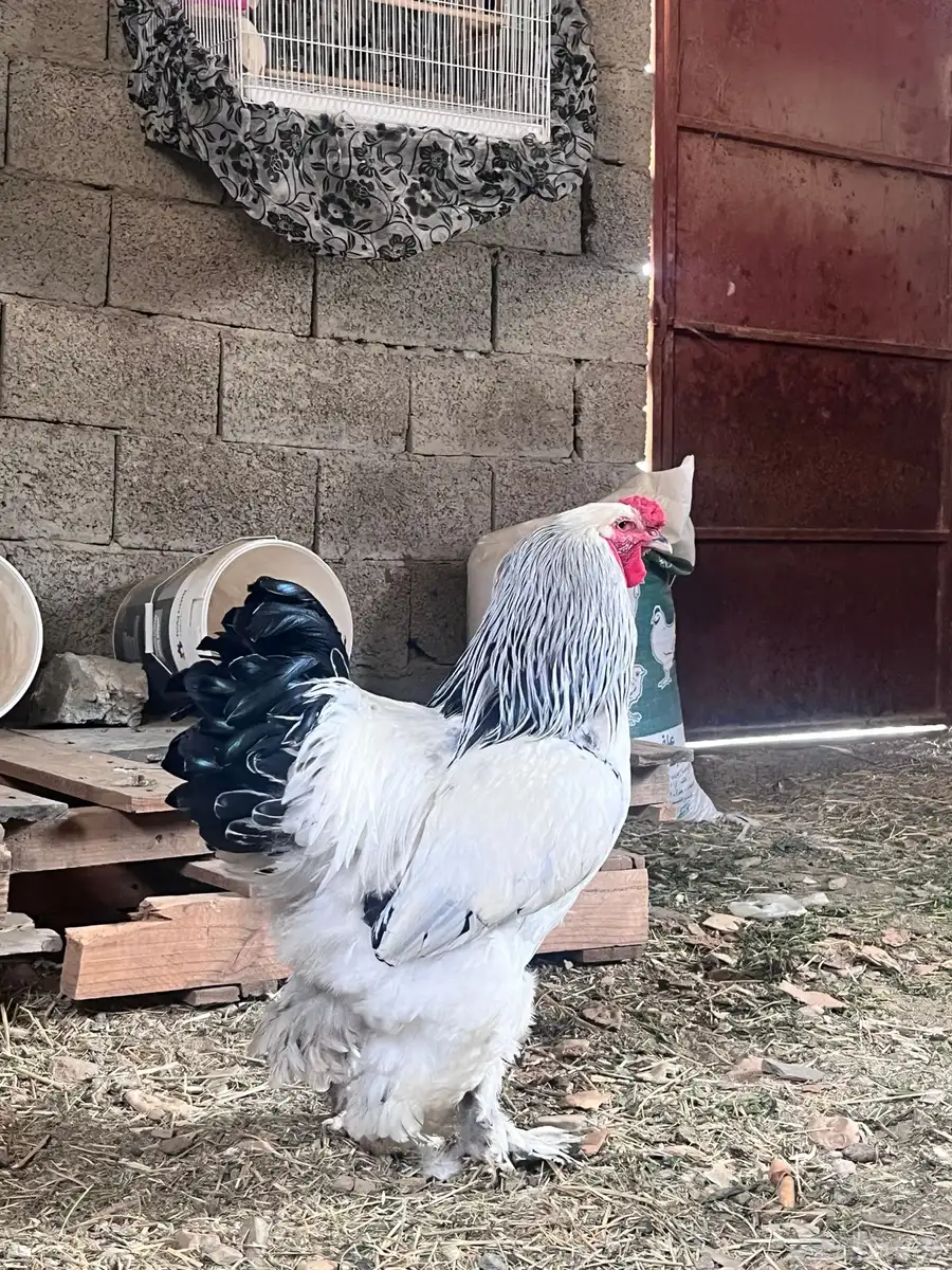 ديك براهما كولمبي دم صافي منتج 2