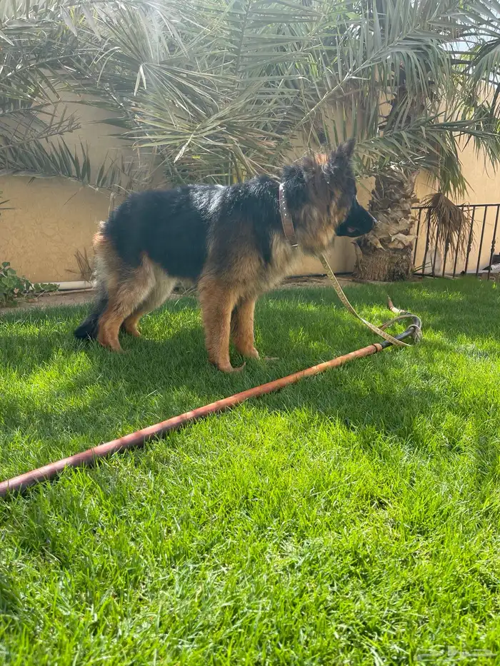 كلب جيرمن للبيع 2