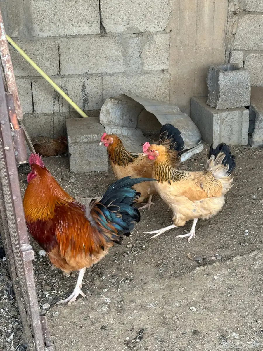 طقم دجاج تركي 4