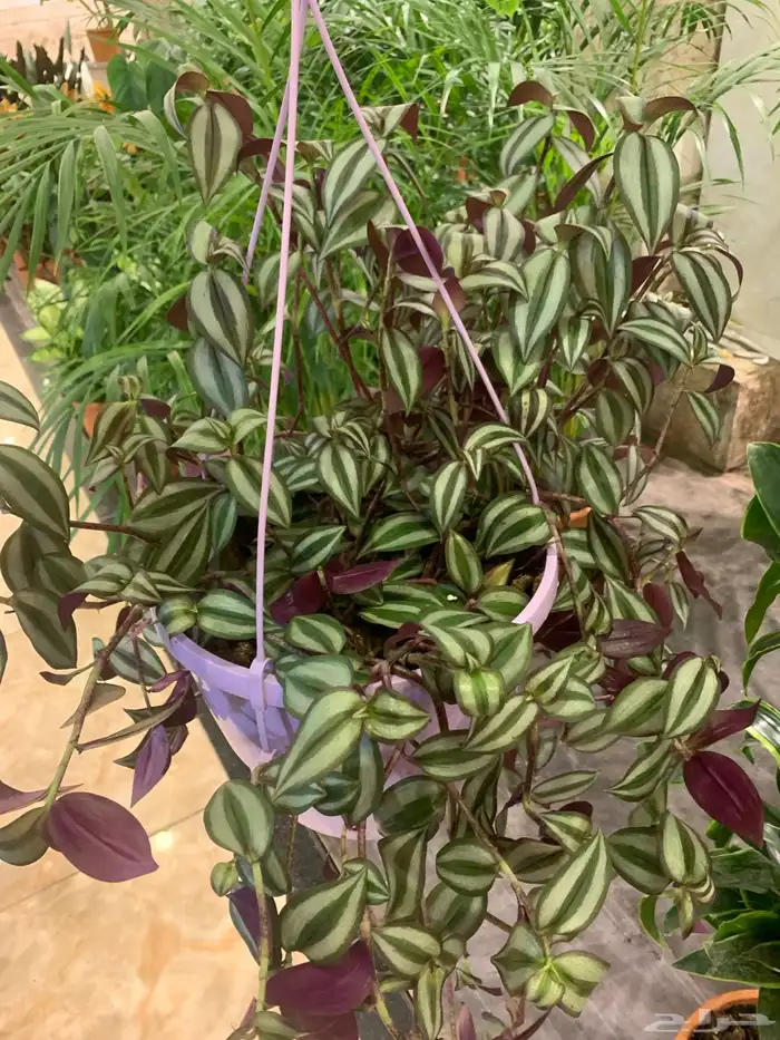 الإستشارات مجانية 12