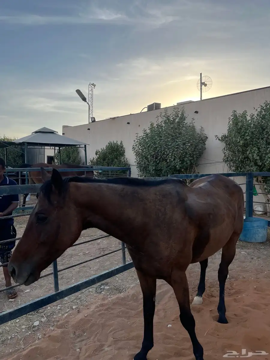 خيل 1