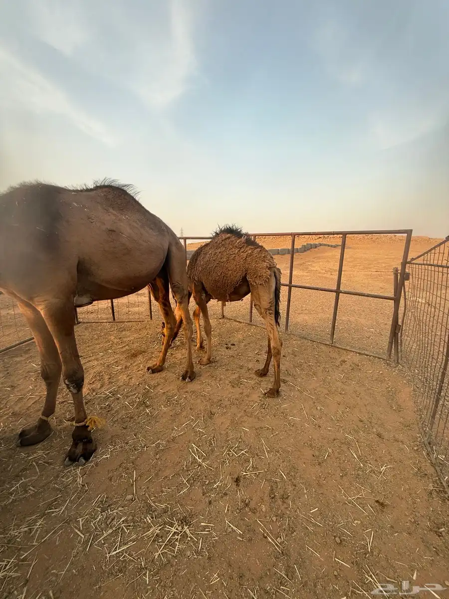 فعود قصب للبيع مفرود 0