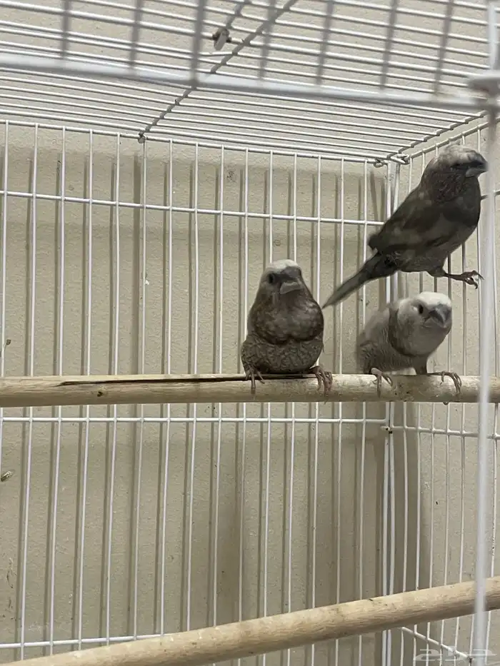 بنقليز طفرة مميزة ( تم البيع ) 4