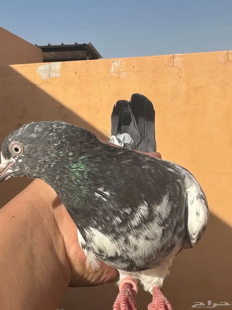 جوزيين رام بيور 9