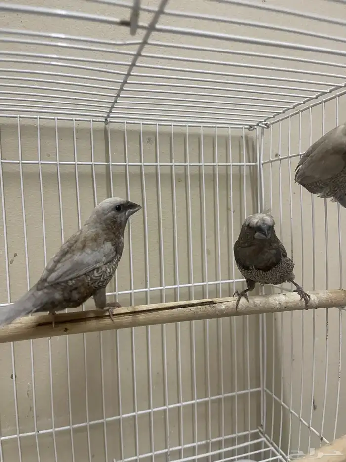 بنقليز طفرة مميزة ( تم البيع ) 9