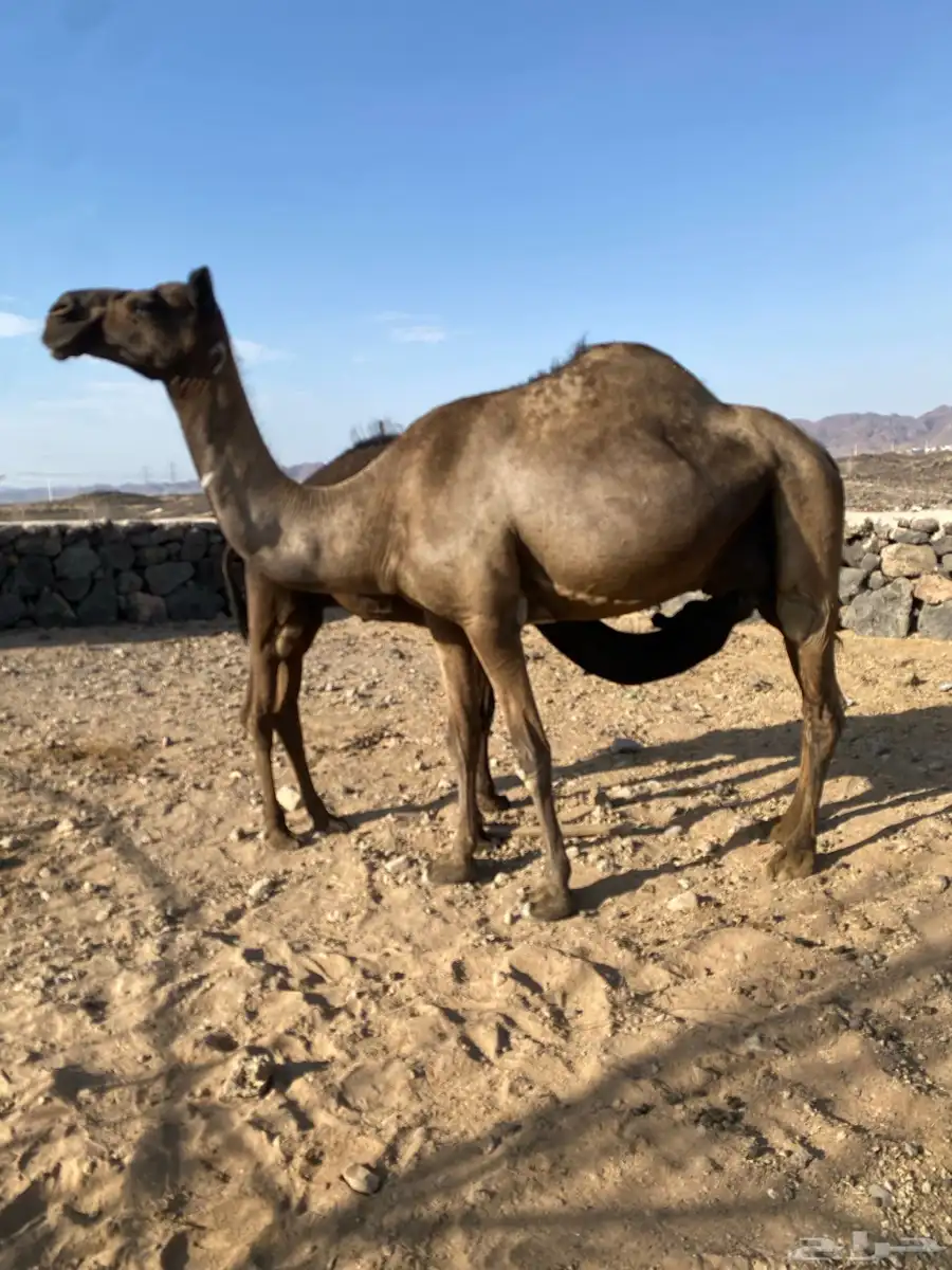 ناقة عشراء 1