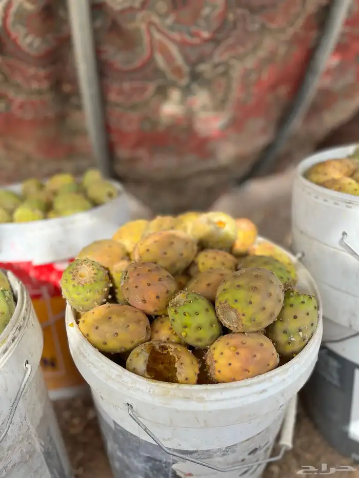 برشوم للبيع 0