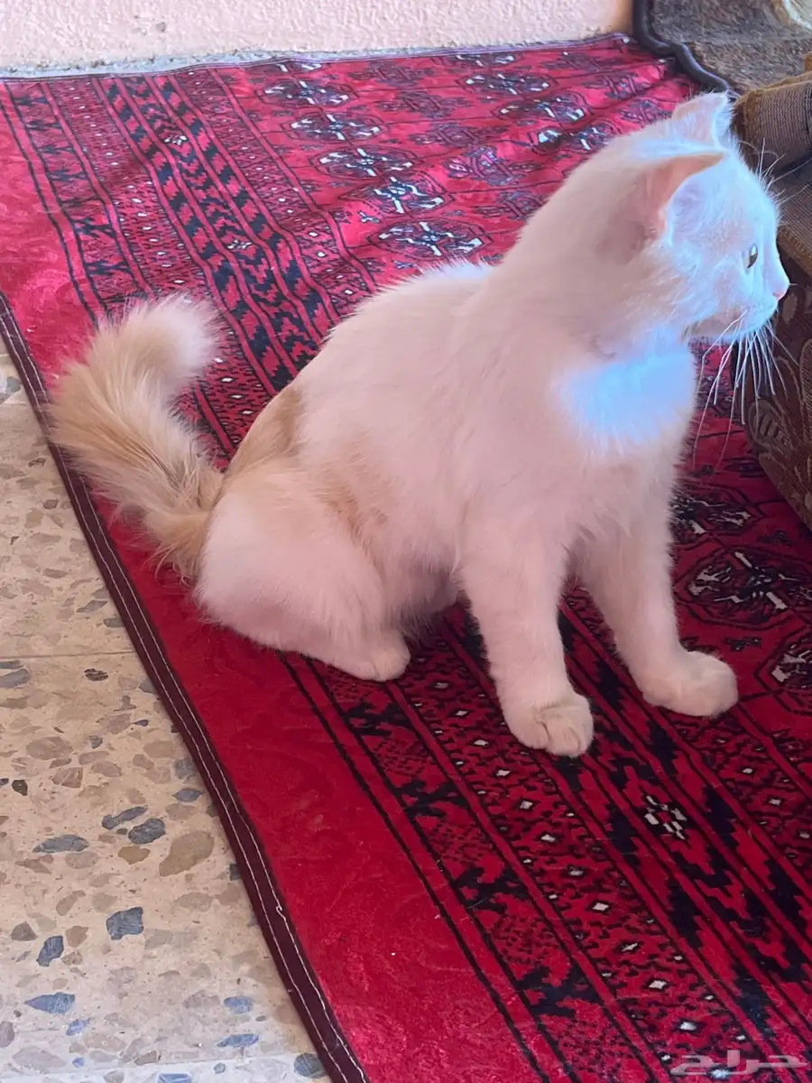 قط عمره 4 اشهر للتبني 0