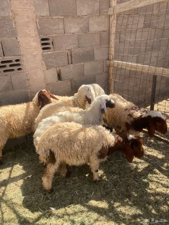 طليان ذبايح 2