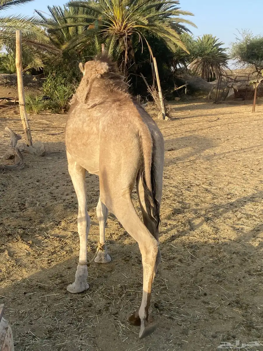 للبيع بكره عربيه عمرها سنه و شهرين الموقع  طريب 2