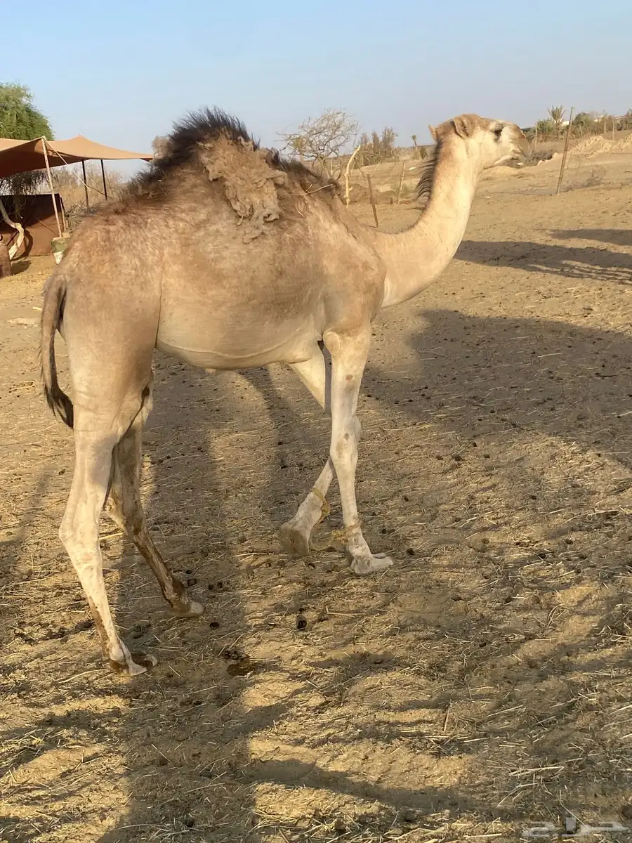 للبيع بكره عربيه عمرها سنه و شهرين الموقع  طريب 0