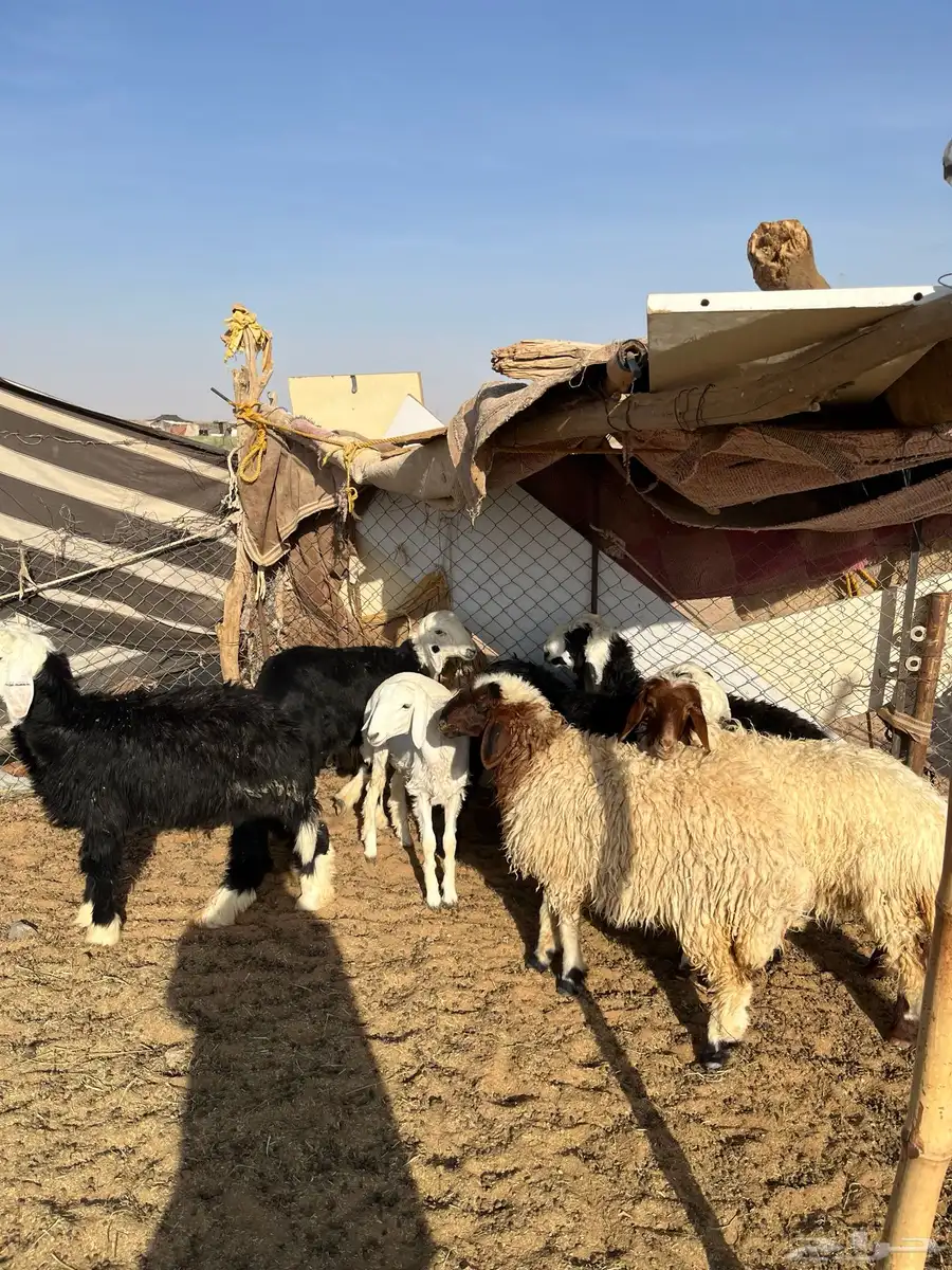 ذبايح نعيم ونجدي وحري 0