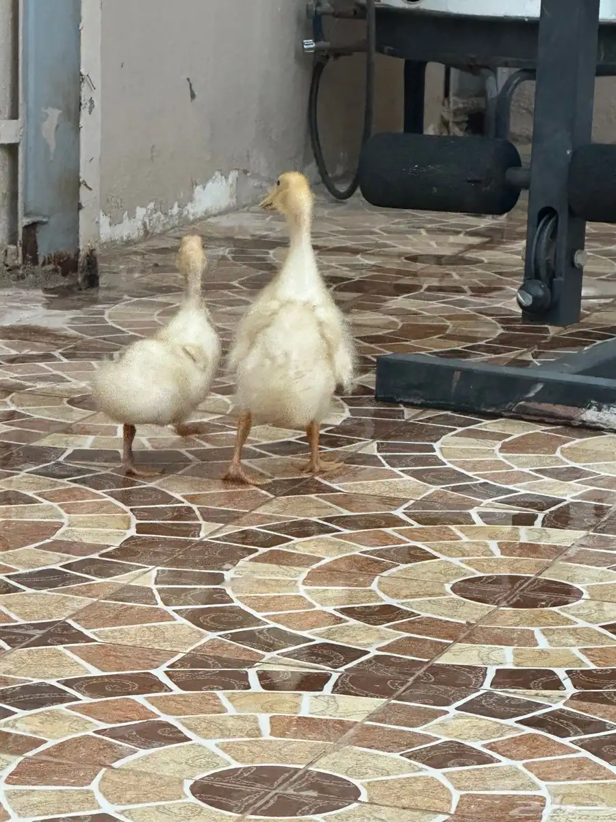 بطتين للبيع خميس مشيط 1