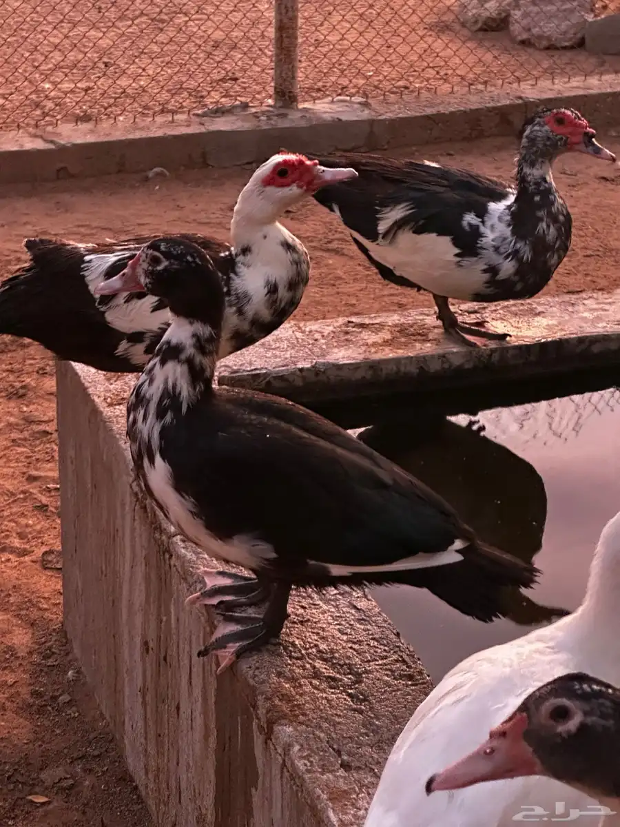 بط مسكوفي ( بح ) 0