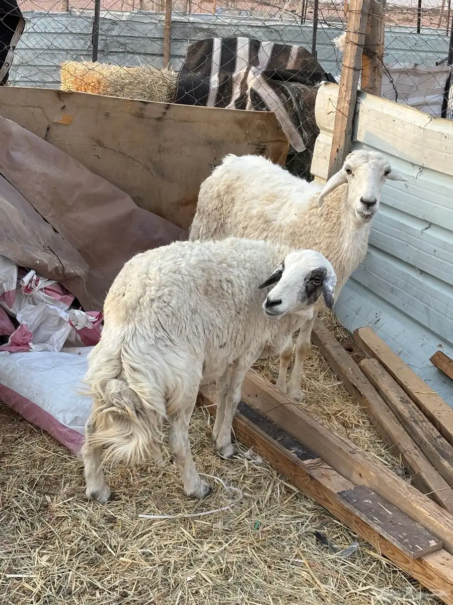 حريات للبيع 1