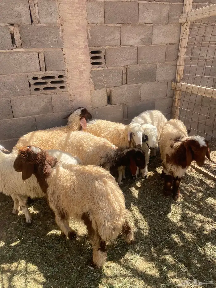طليان ذبايح 4