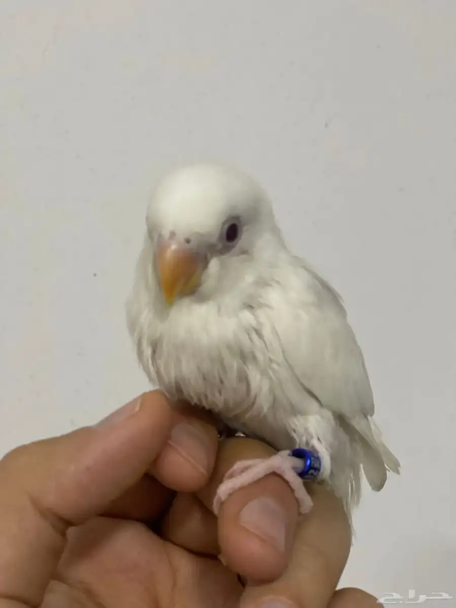 اعلي سعر 6