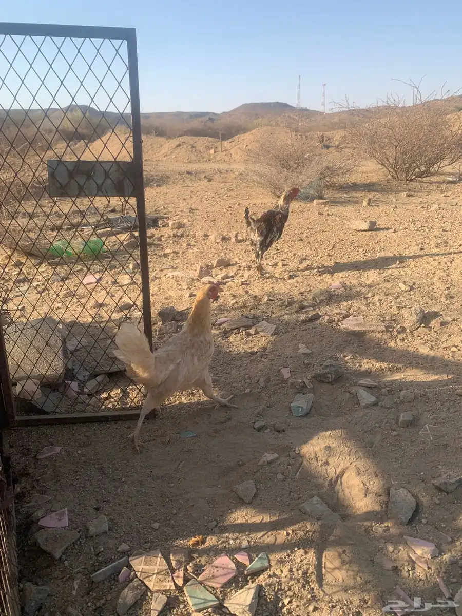 ديك دجاج 0