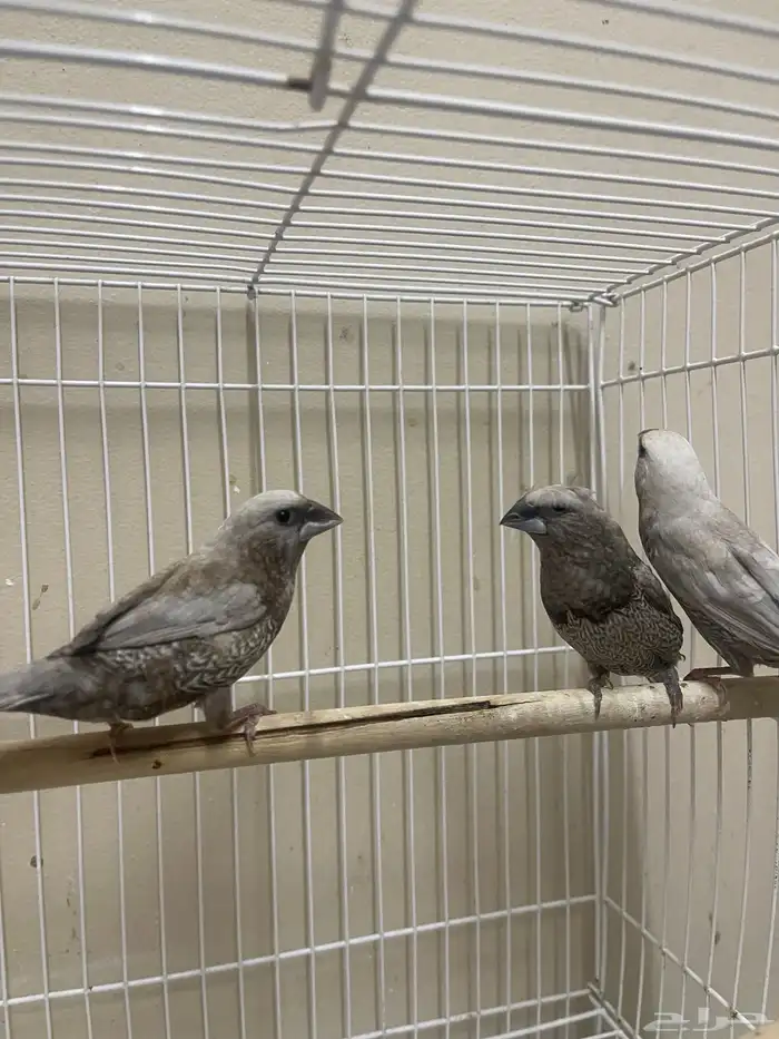 بنقليز طفرة مميزة ( تم البيع ) 6