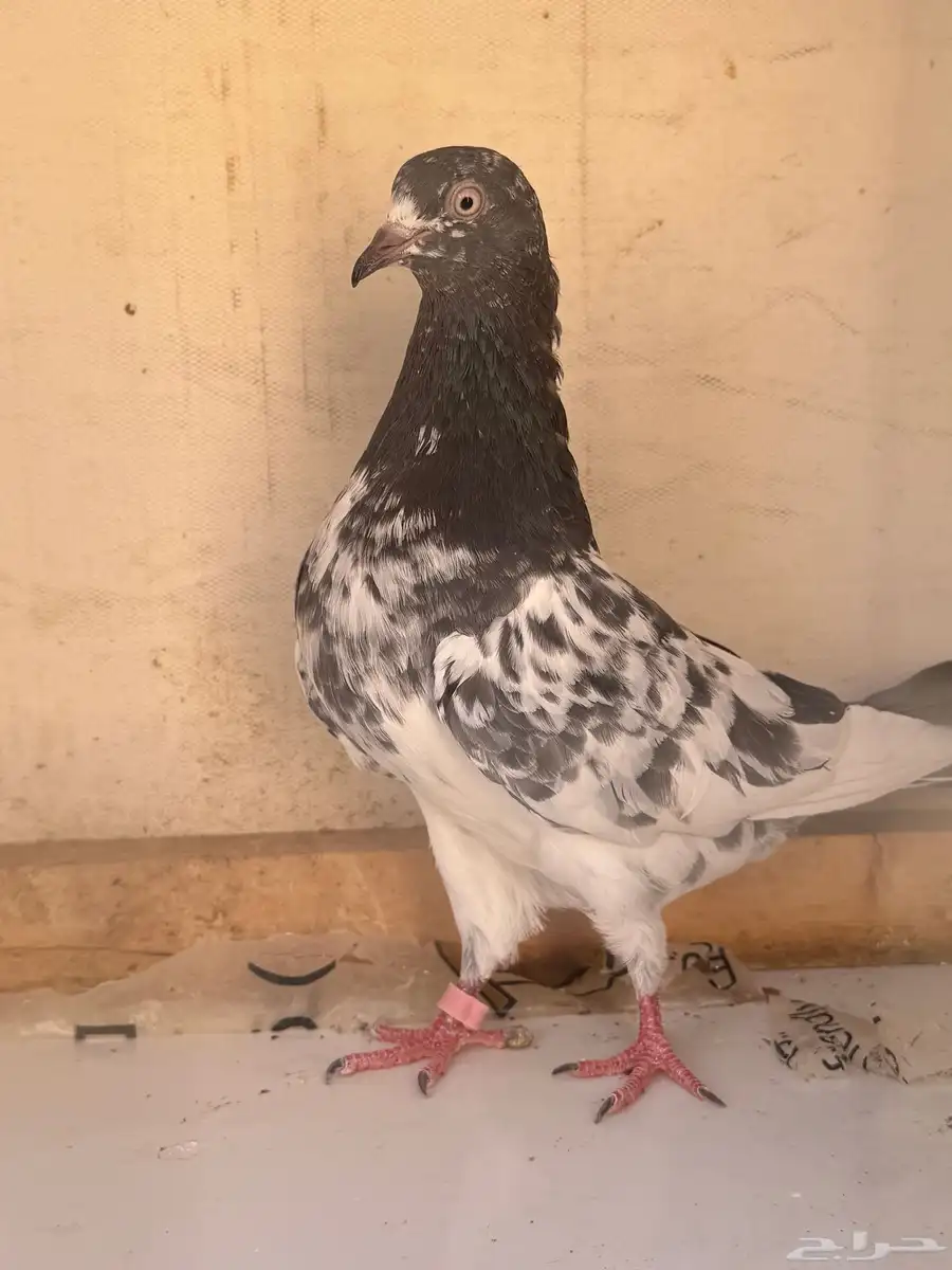 جوزيين رام بيور 5