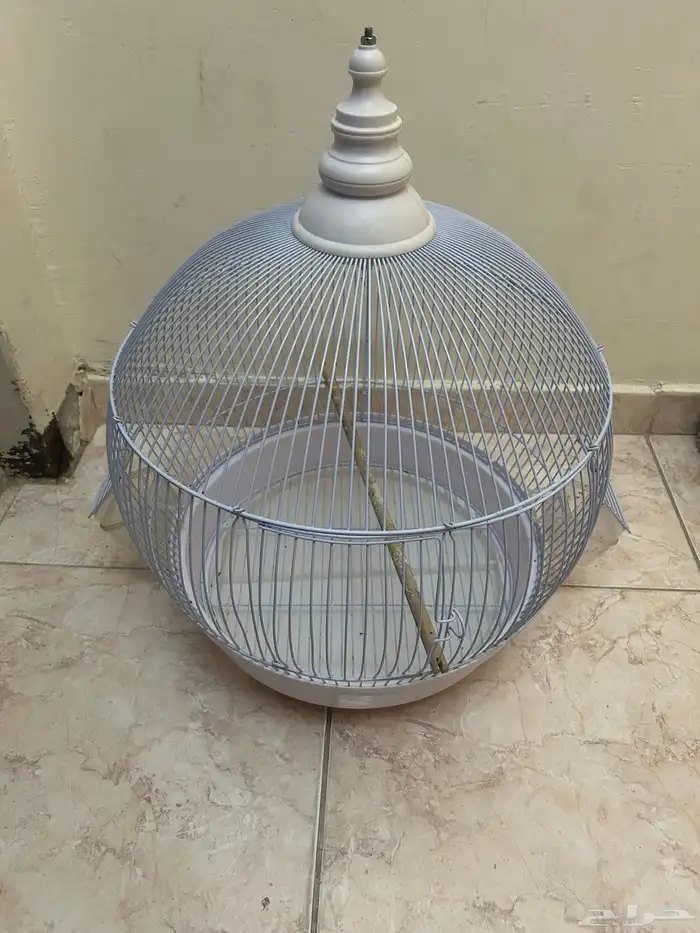 طيور كناري 3