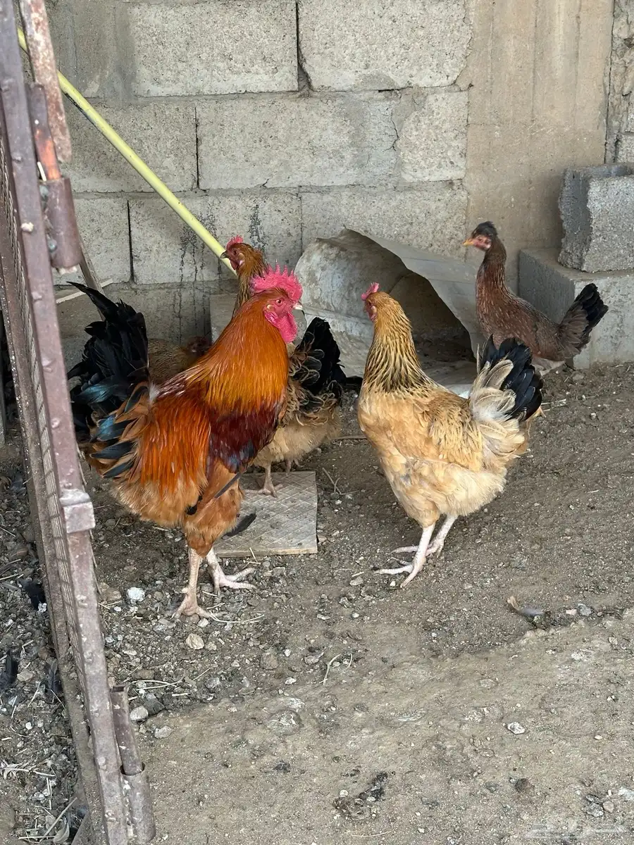 طقم دجاج تركي 2