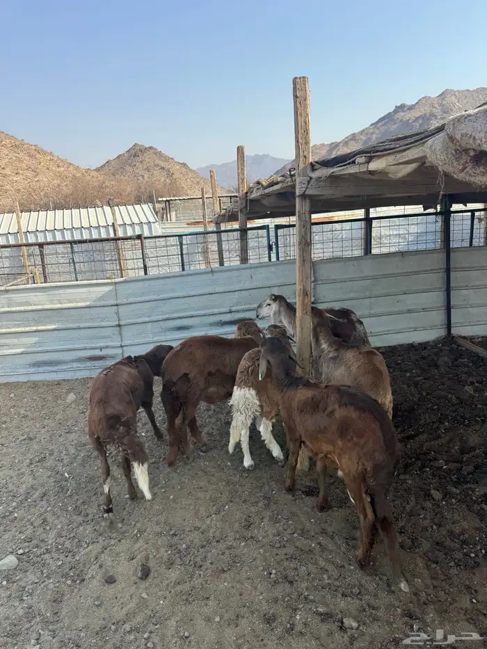 سواكن جذعان ذبيحتك لباب بيتك بسعر مميز 9