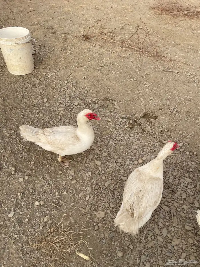 بط بلدي 1