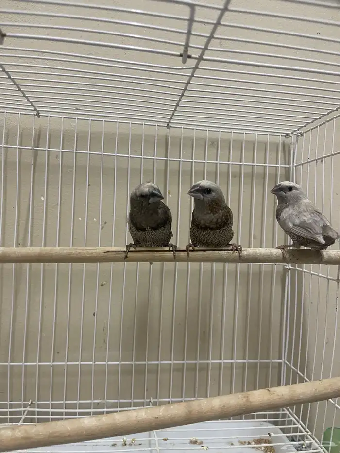 بنقليز طفرة مميزة ( تم البيع ) 1