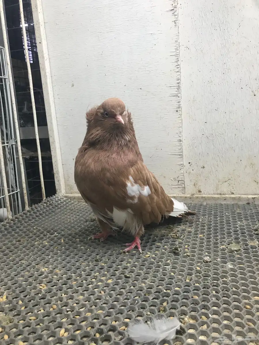 دمستك طيور 0