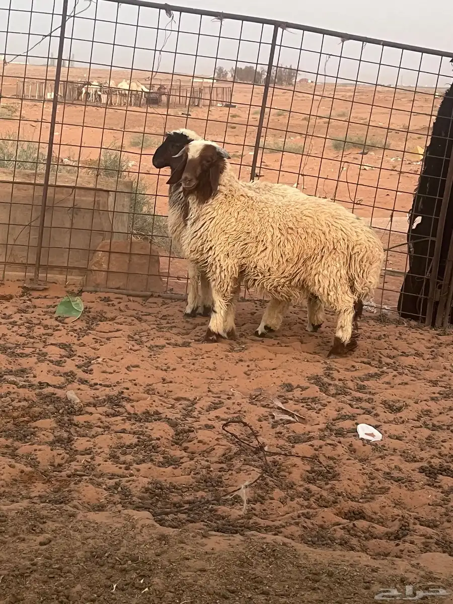 للبيع خروف ورخل 4