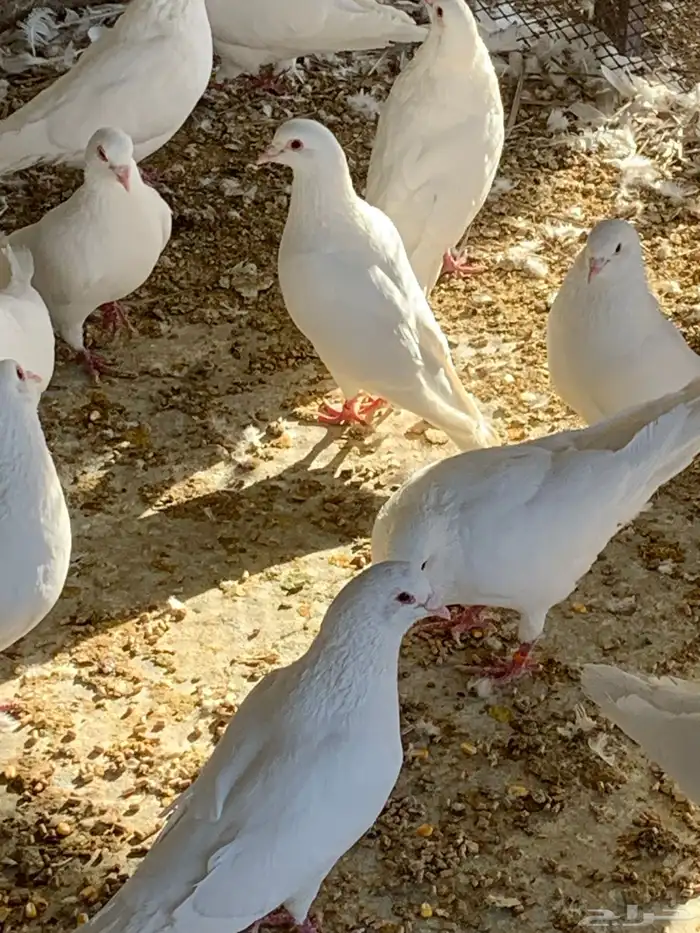 للبيع حمام فرنسي 1