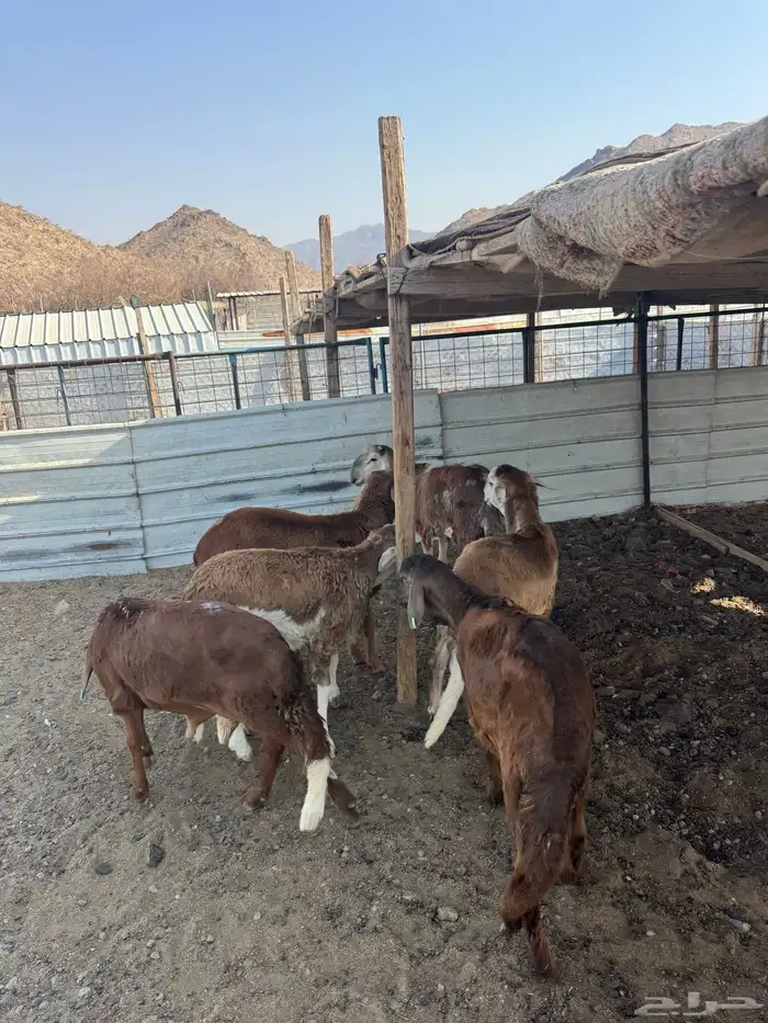 سواكن جذعان ذبيحتك لباب بيتك بسعر مميز 10