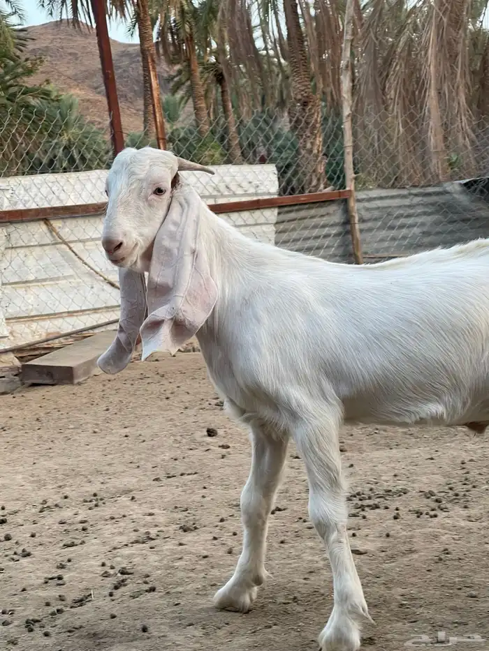 فحل معزا 1