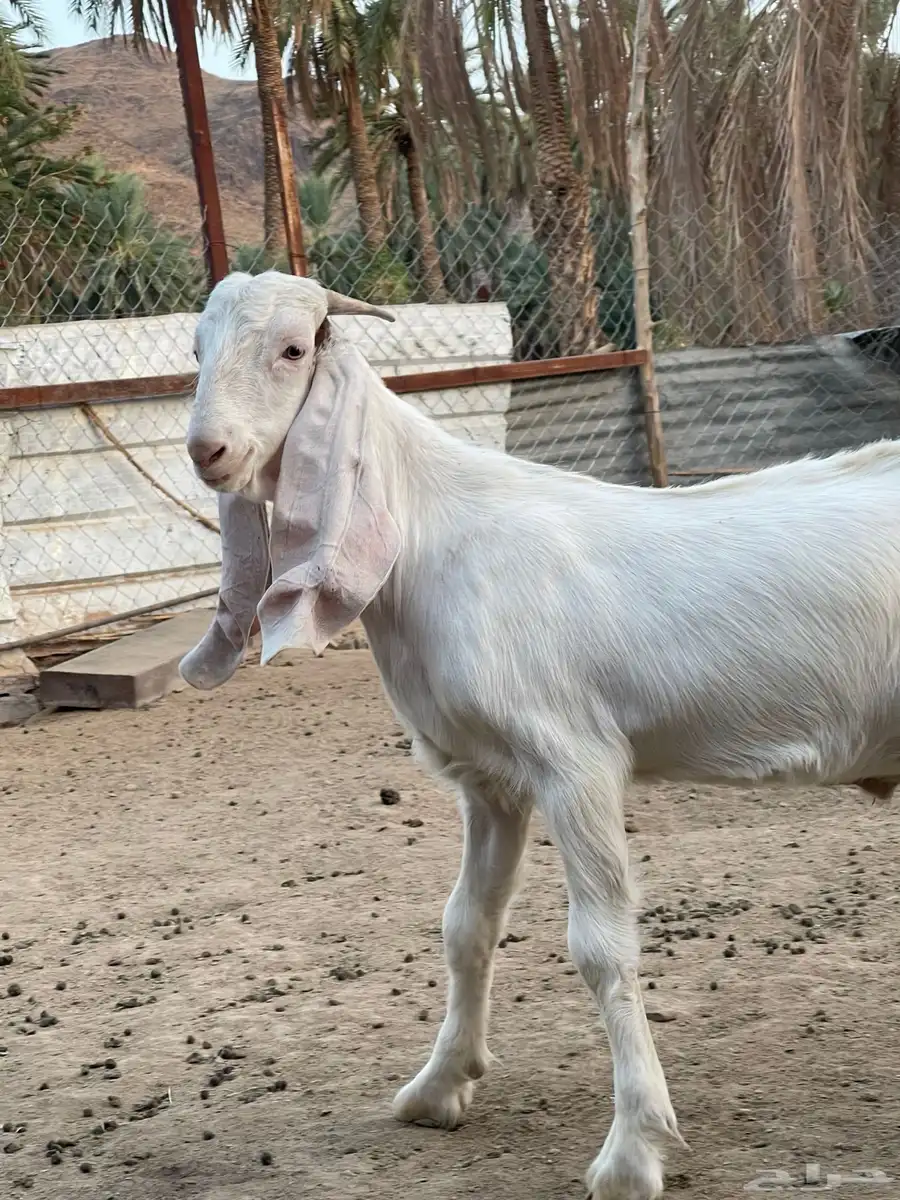فحل معزا 1