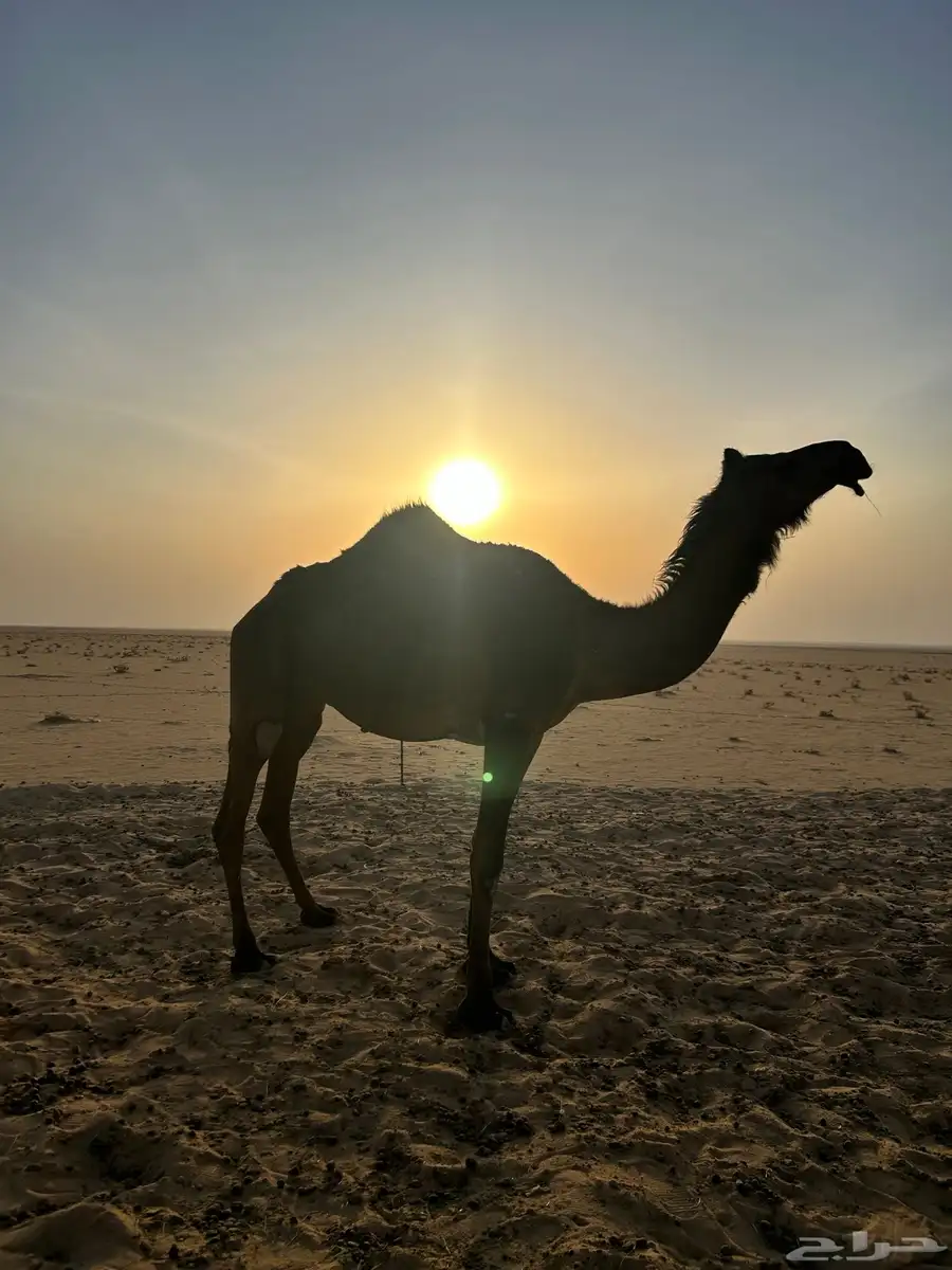 لقحه مجهم 1