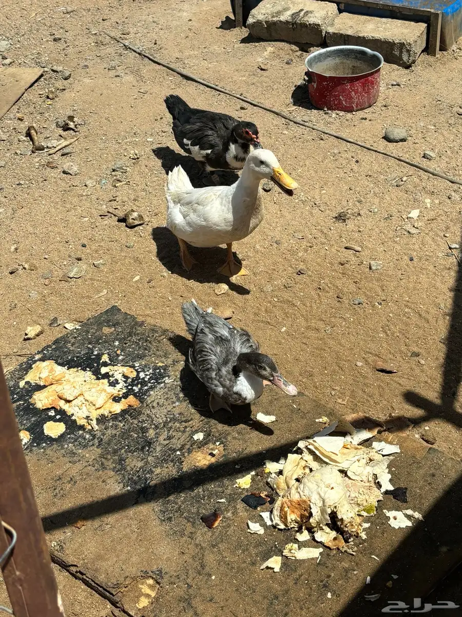 بط للبيع اناث مصري وذكر بكيني 0