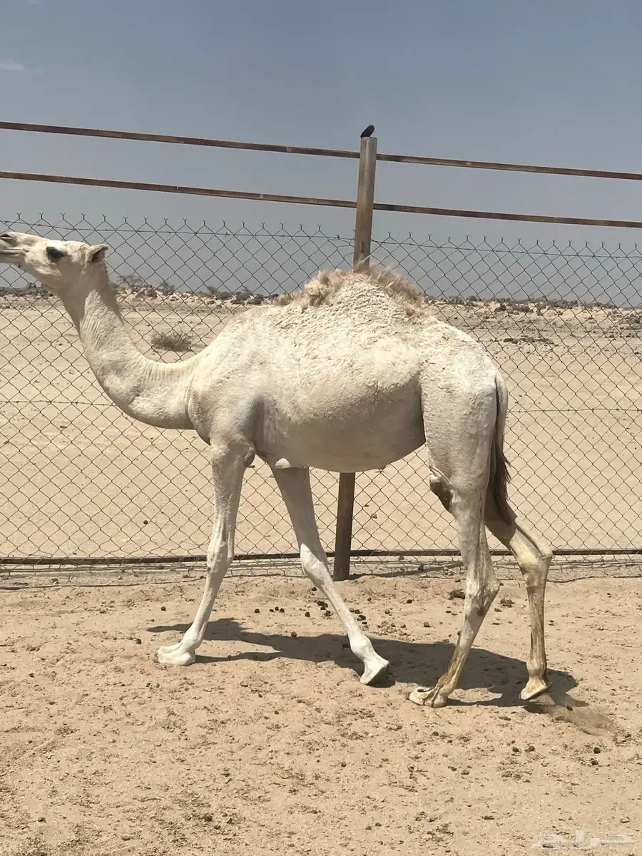 بكره على السوم 1