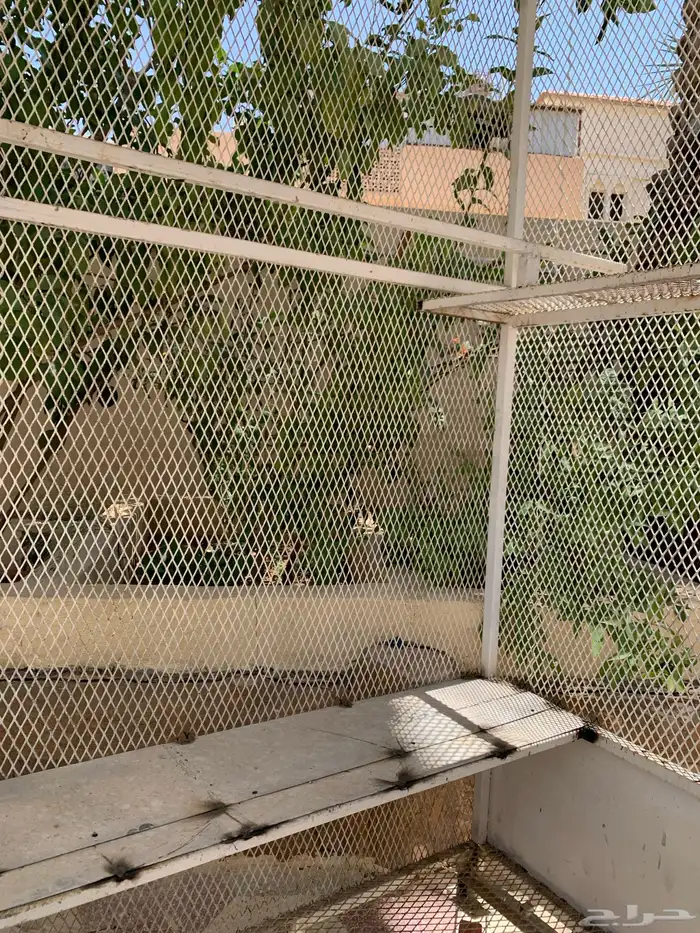 شبك طيور 0