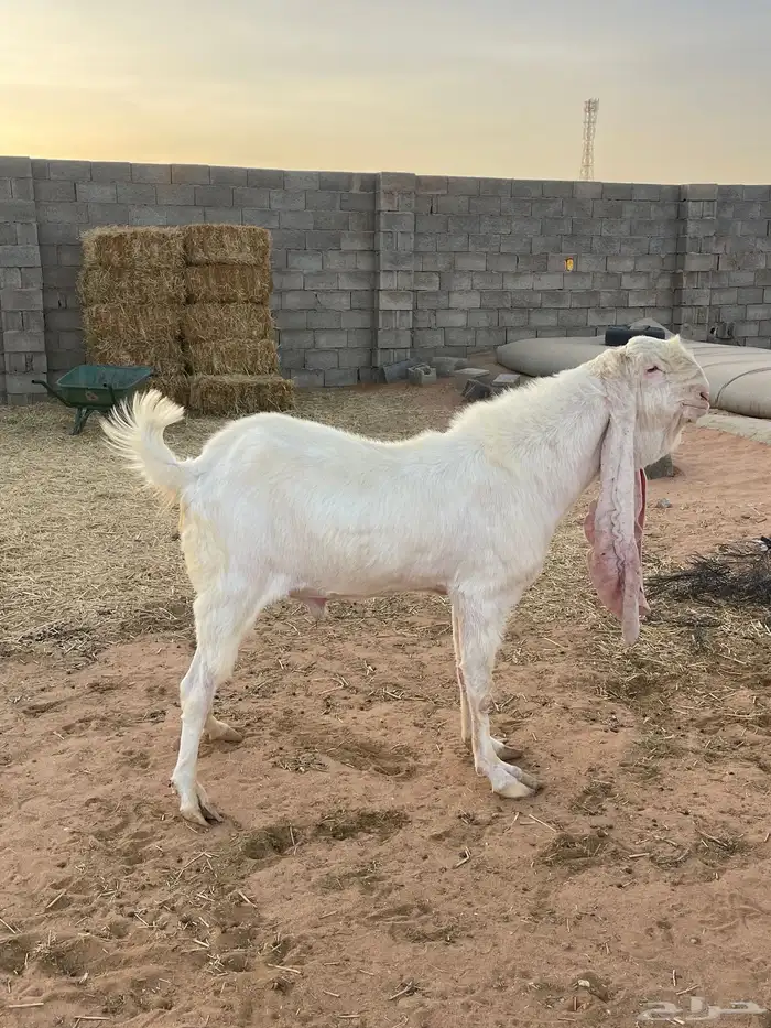 تيس صنف 0