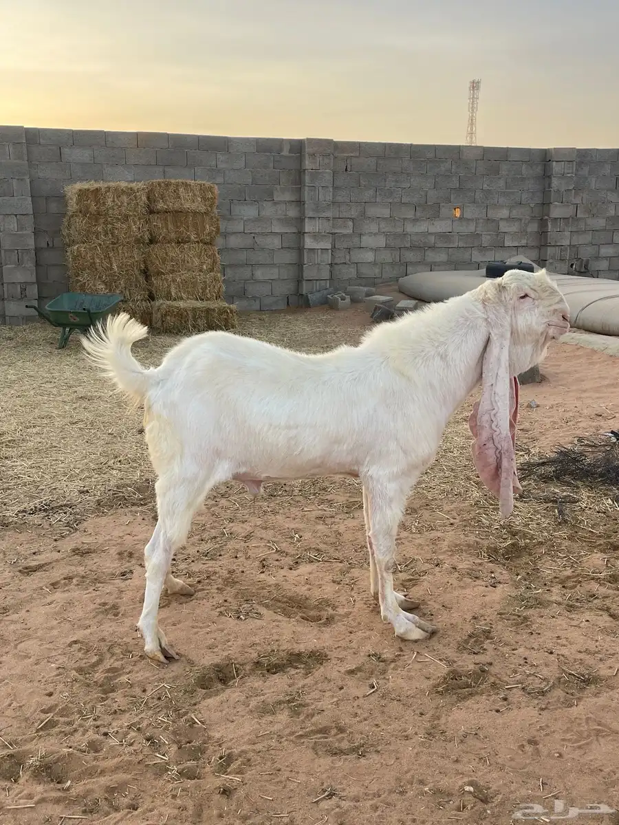 تيس صنف 0