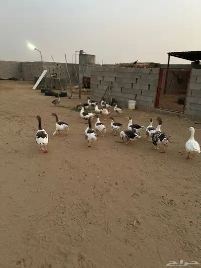 عدد 9 وز كبار و10 عيالهم 0
