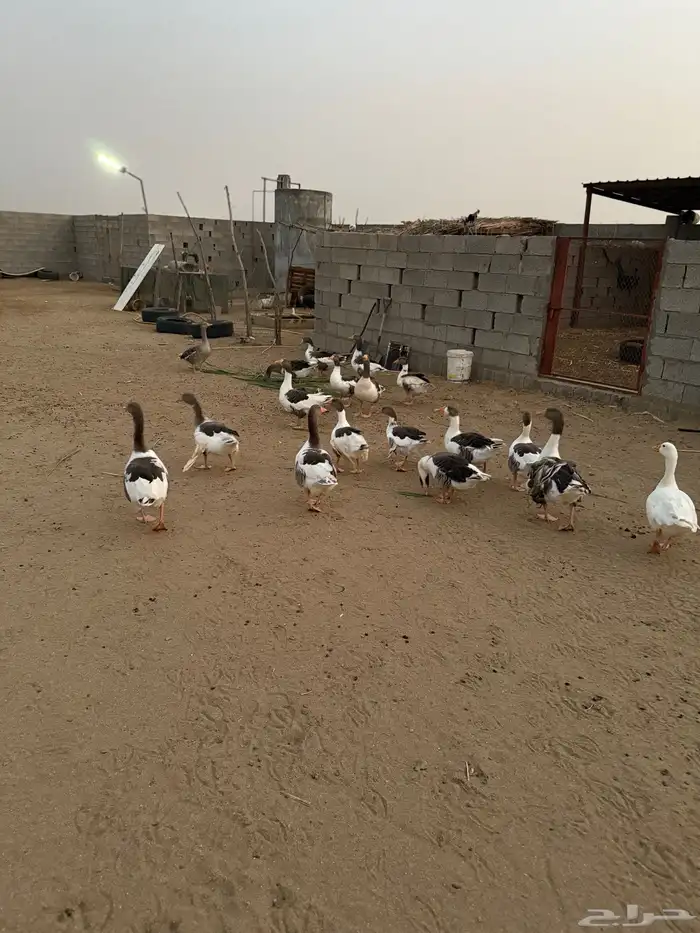عدد 9 وز كبار و10 عيالهم 0