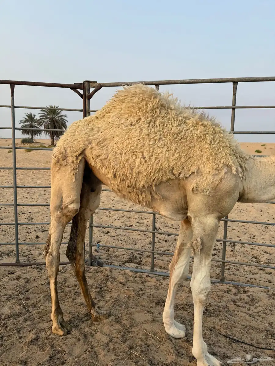 قعود سمين عاده تحت امه 0