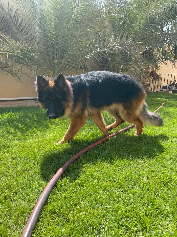 كلب جيرمن للبيع 3
